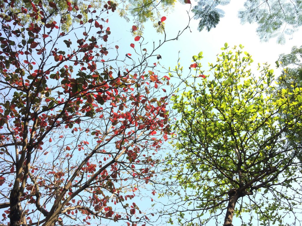 Vibrant red and green leaves on trees under a sunny sky in Hải Châu, Vietnam.